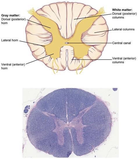 Maybe you would like to learn more about one of these? 64 best Histology - Spinal Cord and Ganglion images on ...