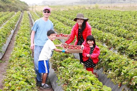 Strawberry picking at Swanton Farm - 510 Families