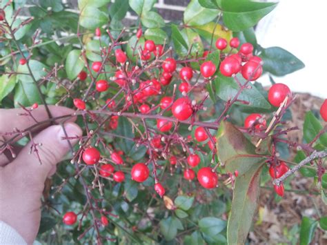 Small Shrub With Red Berries South Carolina Whatsthisplant