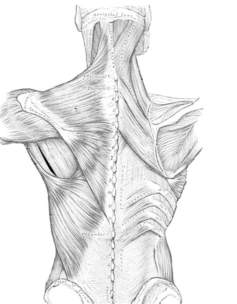 Blank Back Muscle Diagram Print Exercise 15 Gross