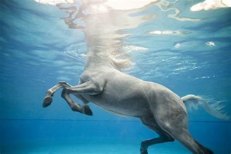 Weekly Watering Hole Presented By Horse Quencher 6 Underwater Horse