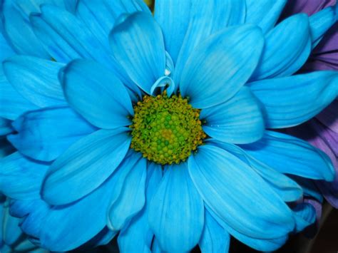 Beautiful Blue Flower We Need Fun