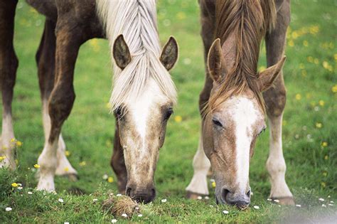 What To Feed A Horse To Keep It Healthy