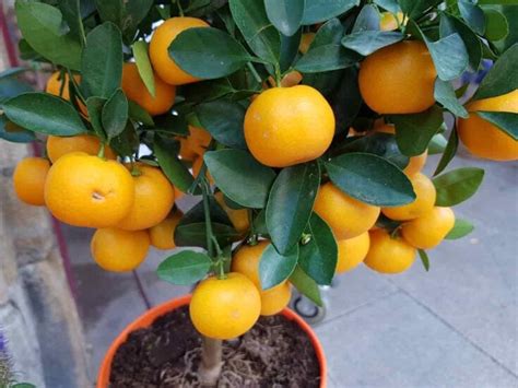How To Grow And Care For Potted Orange Trees Minneopa Orchards
