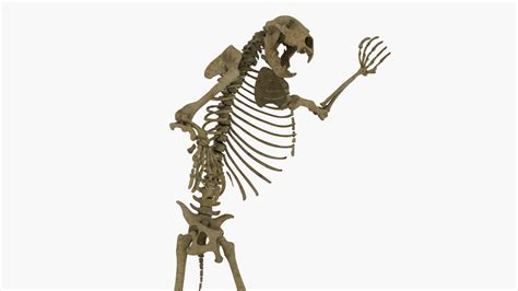 3d Realistic Bear Skeleton Rigging Turbosquid 1410920