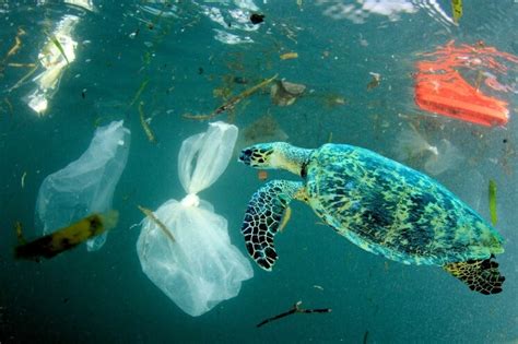 Plastic Ocean Pollution Is 10 Times Worse Than We Thought The Eco Experts