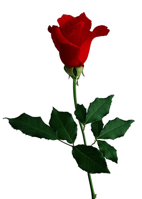Rotate this 3d object and download from any angle. Red Rose no background flower image