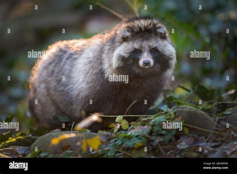 Raccoon Dog Nyctereutes Procyonoides Stock Photo Alamy