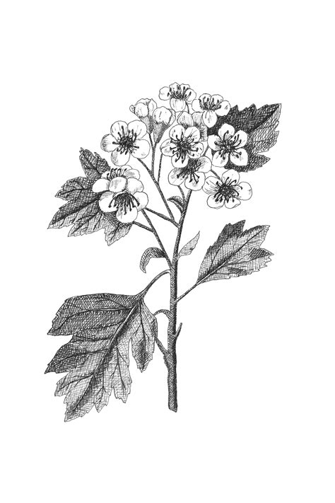 Hawthorn Botanical Illustration Botanical Wall Art Black And White
