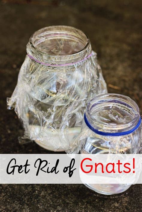 Best 25+ How to get rid of gnats ideas on Pinterest ...