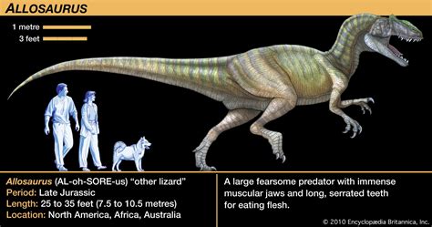 Allosaurus Jurassic Predator Carnivorous Bipedal Britannica