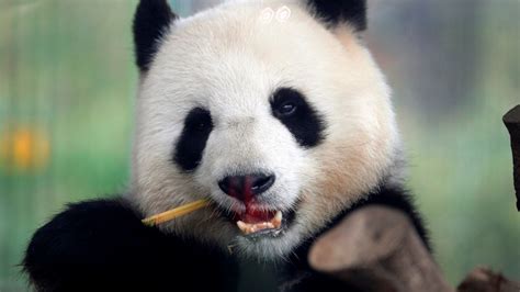 Copenhagen Zoo Home To Two Chinese Pandas Au — Australias