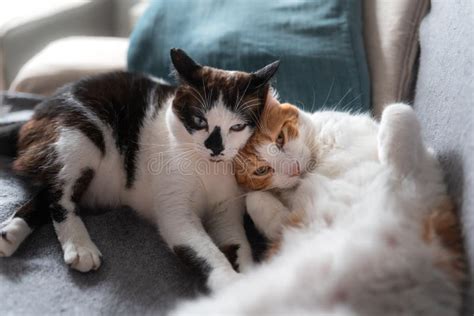 Two White Domestic Cats Sleep Together On A Sofa Stock Image Image Of