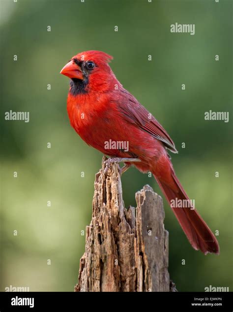 Male Northern Cardinal Perched In Stock Photos And Male Northern Cardinal
