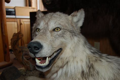 Gray Wolf Aspen Center For Environmental Studies Sam Sanford Flickr