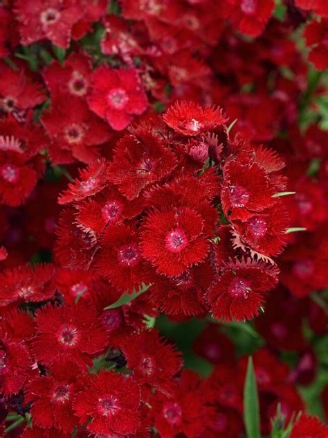Dianthus Rockin Red Bluestone Perennials