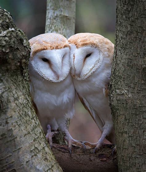 Lovebirds Adorable Moment Two Barn Owls Pucker Up For The Camera
