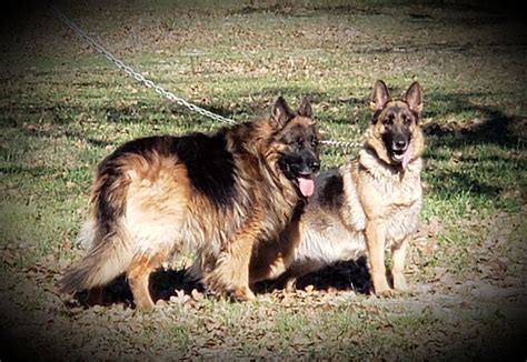 Pin On Vhr Ranch German Shepherd Dogs