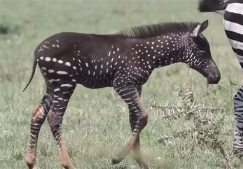 Rare Polka Dot Zebra Spotted In Kenya Video