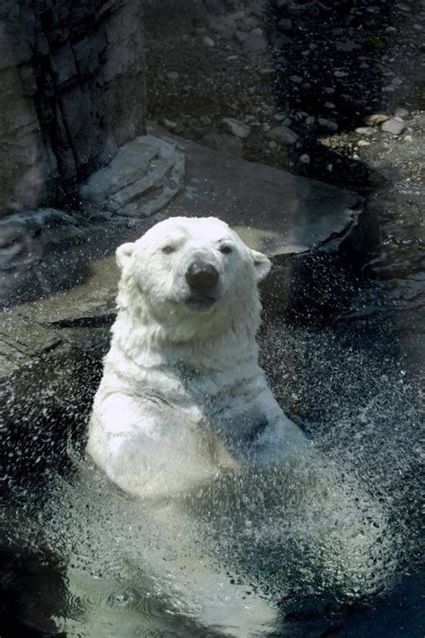 Post Launches Campaign to Replace Gus, Central Park's Recently Deceased