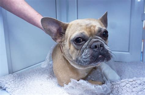 Bacteria which may make a yellow or bloody pus; French Bulldog found suffering with multiple problems ...