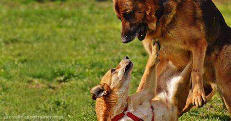 Training Aggressive Dogs Understanding Dominant And Fearful Aggression