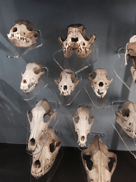Roadkillandcrows — Various Dog And Wolf Skulls At Manchester