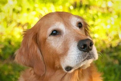 Why Golden Retrievers Faces Turn White And At What Age Loyal Goldens