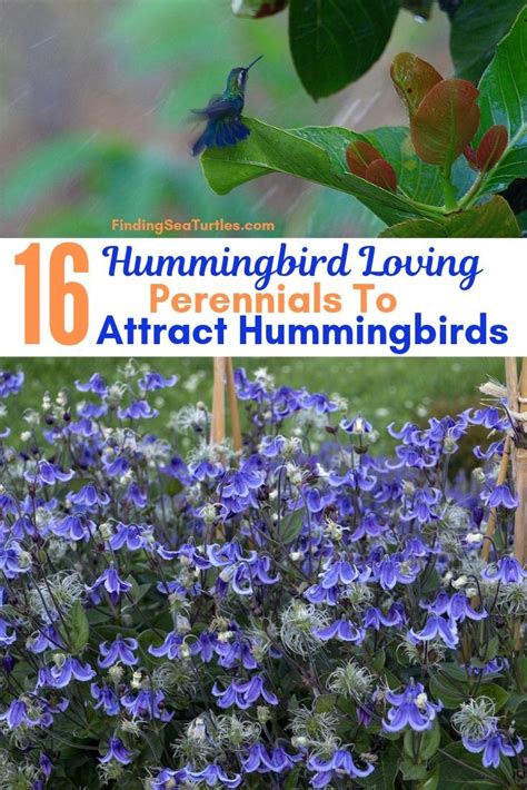 Purple Flowers With Green Leaves And The Words Hummingbird Loving