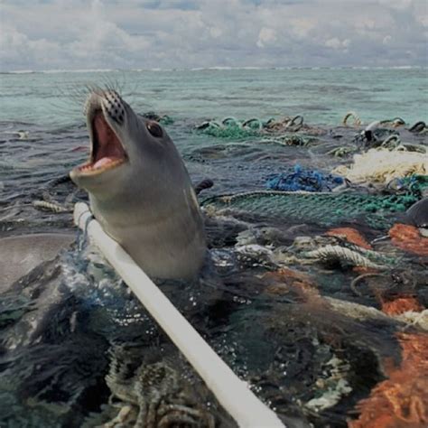 Sea Animals Affected By Plastic