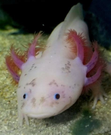 Whether you're seeking advice or looking for a pet axolotl? Leucistic Axolotl - InvertAquatics