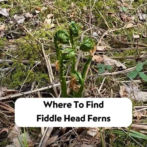 Where To Find Fiddlehead Ferns