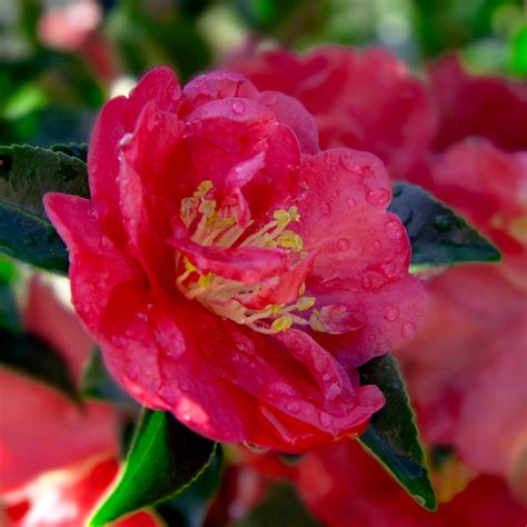 Alabama Beauty Camellia