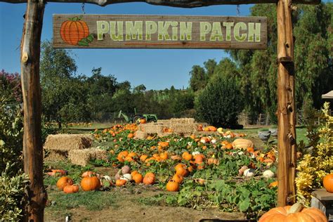 Pumpkin Farm Wallpapers Top Free Pumpkin Farm Backgrounds