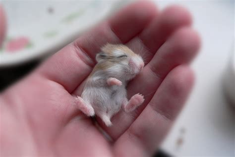 Sleeping Baby Hamster Photo One Big Photo