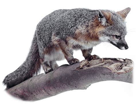 Grey Fox Facts Can Foxes Climb Trees Dk Find Out