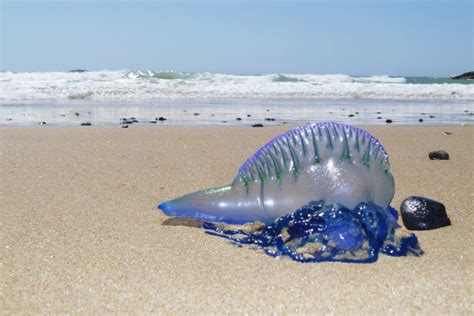 As Aguas Vivas Sao Exemplos De Representantes Do Filo Cnidaria