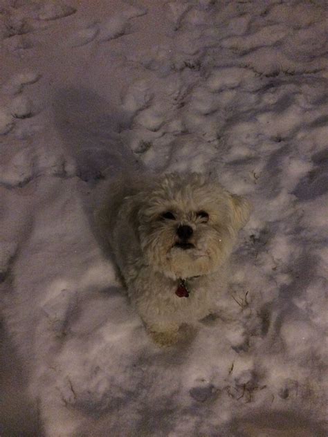 Abominable Snow Puppy Snow Puppy Puppies Snow