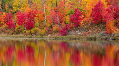 Wallpaper Trees Landscape Forest Nature Reflection Tree Autumn