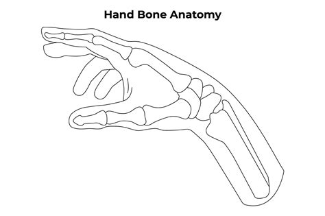 Hand Bone Anatomy Science Design Vector Graphic By Hamjaiu · Creative