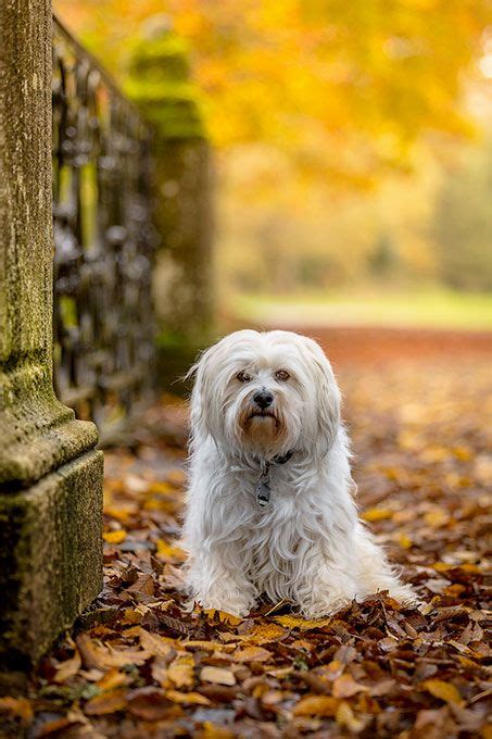 Havanese Dog Breed Information Pictures Characteristics And Facts