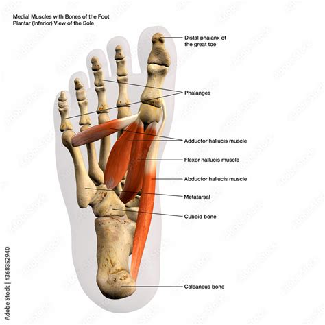 Medial Muscles And Bones Of The Foot Plantar View Of The Sole Labeled Human Anatomy Diagram D