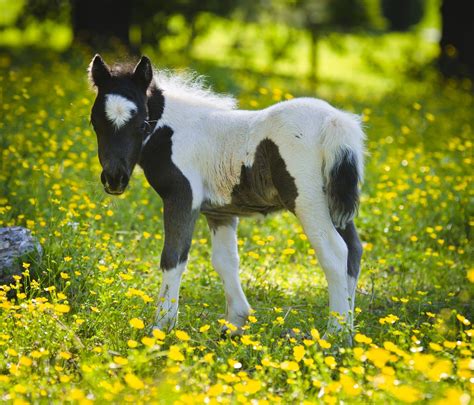Check spelling or type a new query. desktop-wallpaper-4u2: Miniature Horse Desktop Wallpapers ...
