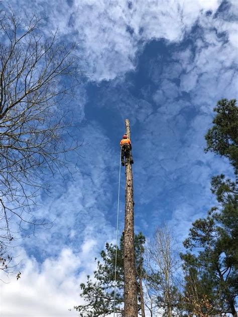 Branching out tree service is accustomed to working with local government and businesses. #branching out #tree | Tree removal service, Tree arborist ...