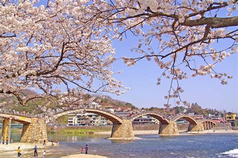 Japanese Cherry Blossom Bridge