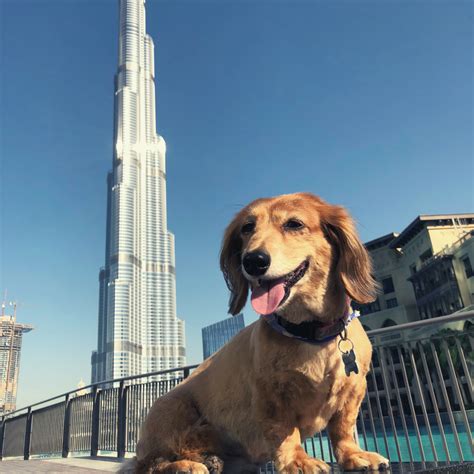 Are Dogs Allowed In Dubai