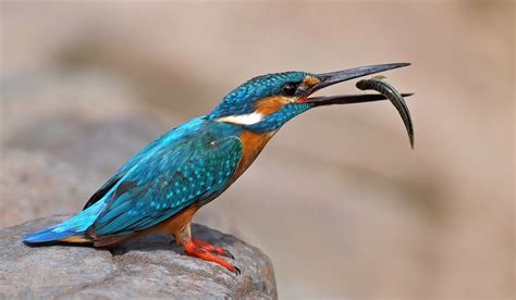 Most Beautiful Birds On The Planet Pretend Magazine