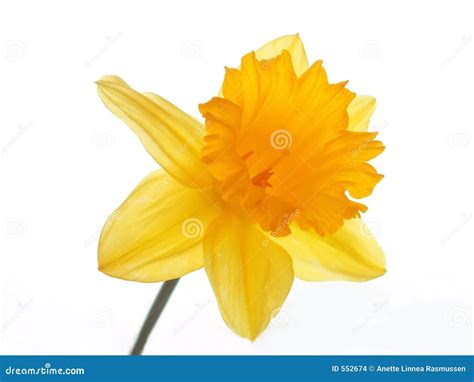 Yellow Easter Daffodil Stock Photo Image Of Petal Blooming 552674