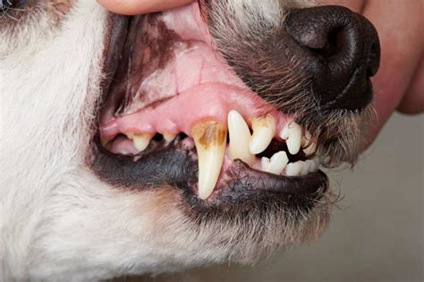 19 Tiny Tartaro No Dente Do Cachorro Image 4K cão bleumoonproductions