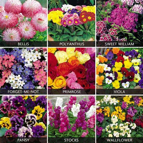 Winter Bedding Plants Collection Okejely Garden Plant